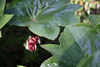 podophyllum pleinantha -8